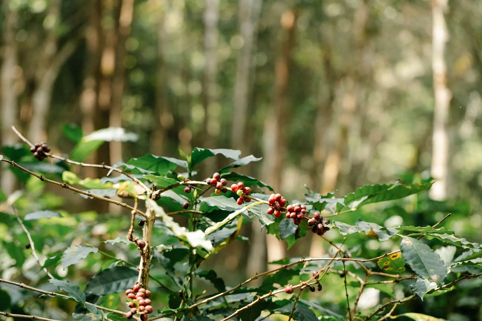 Cerezas de café maduras en la rama